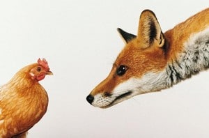 le-renard-et-la-poule.jpg