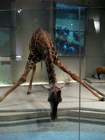 a-giraffe-stretches-for.jpg