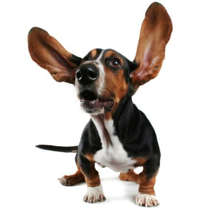 basset-big-ears.jpg