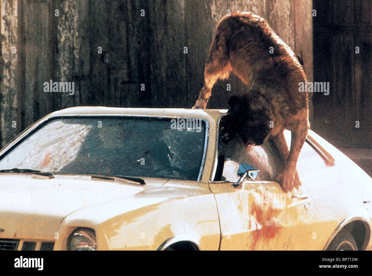 rabid-st-bernard-dog-attacks-car-cujo-1983-BP712W.jpg