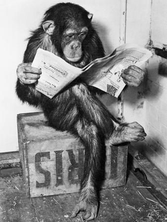 bettmann-chimpanzee-reading-newspaper_u-l-pzly1l0.jpg