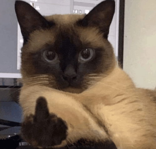 middle-finger-cat.gif